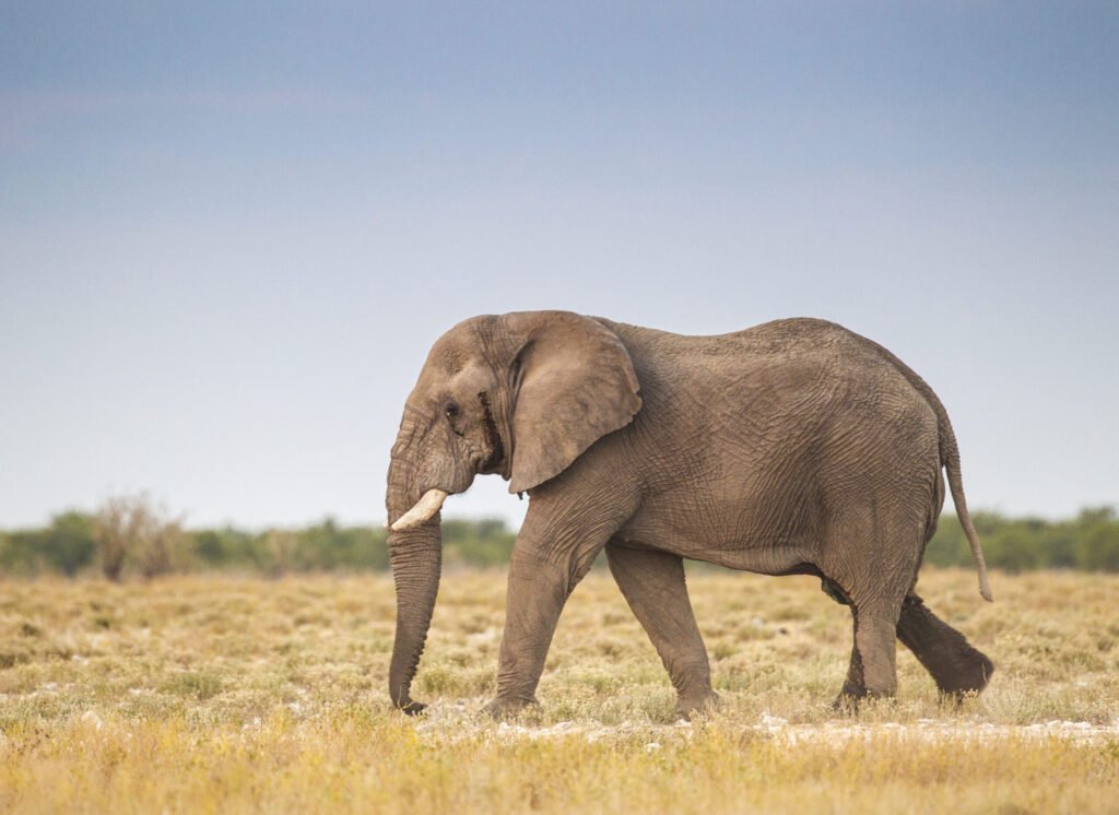 African elephant in Etosha National Park