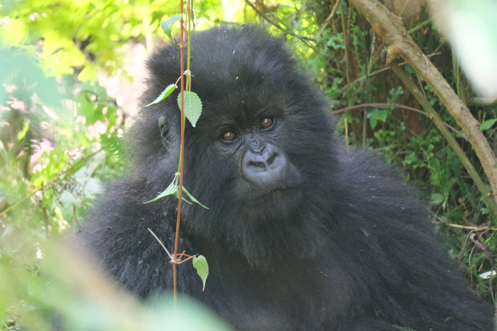 A mountain gorilla in dense forest